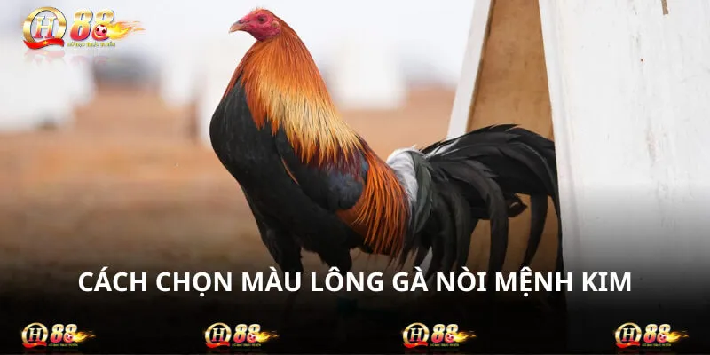 Chọn màu lông gà nòi mệnh Kim chuẩn nhất