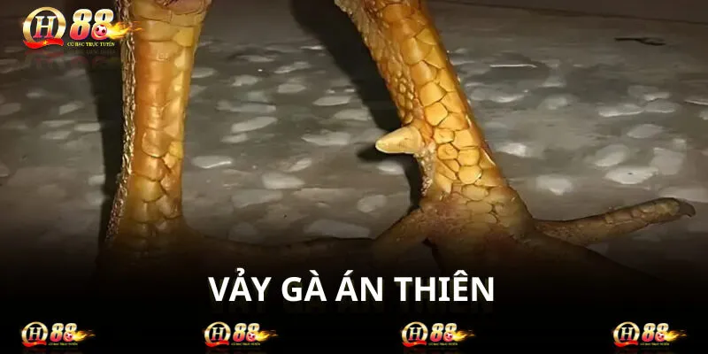 Cách lựa vảy gà chọi án thiên chuẩn không phải ai cũng biết