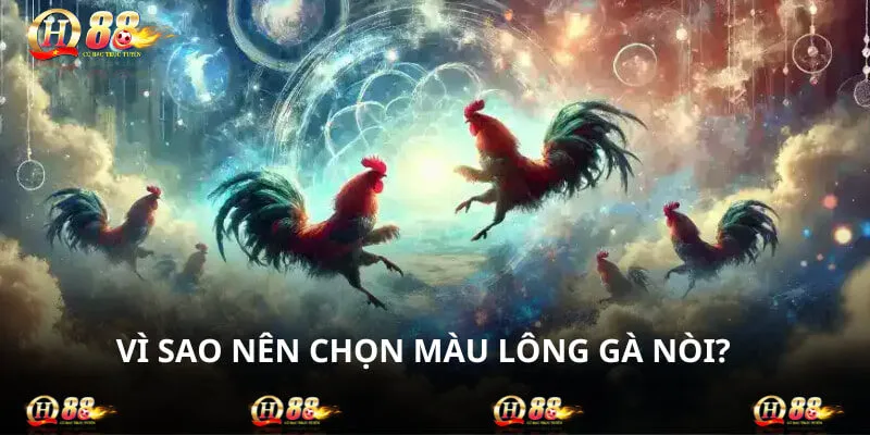 Sắc lông quyết định rất nhiều đến khả năng tấn công của gà